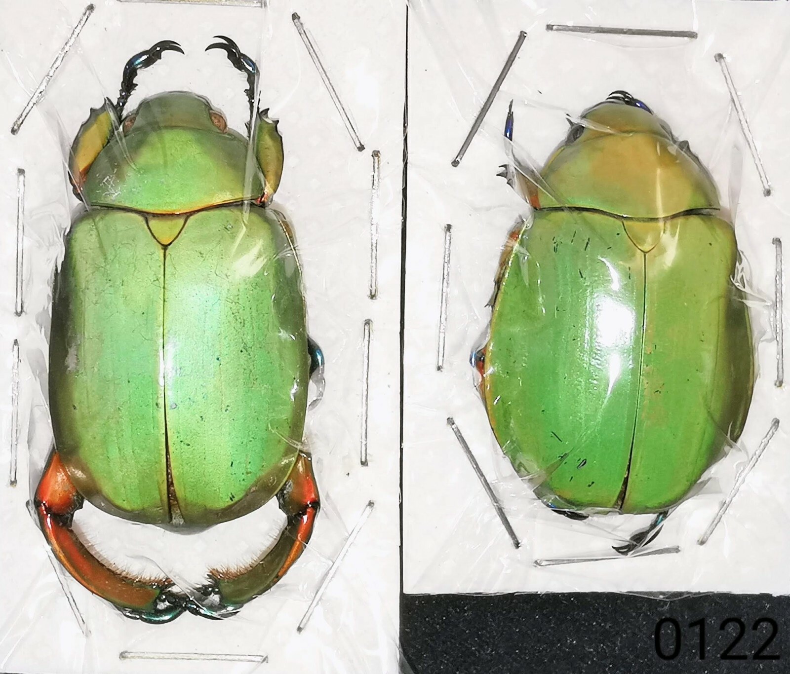 Rutelinae Chrysina macropus A1 38mm+ PAIR from MEXICO - #0122