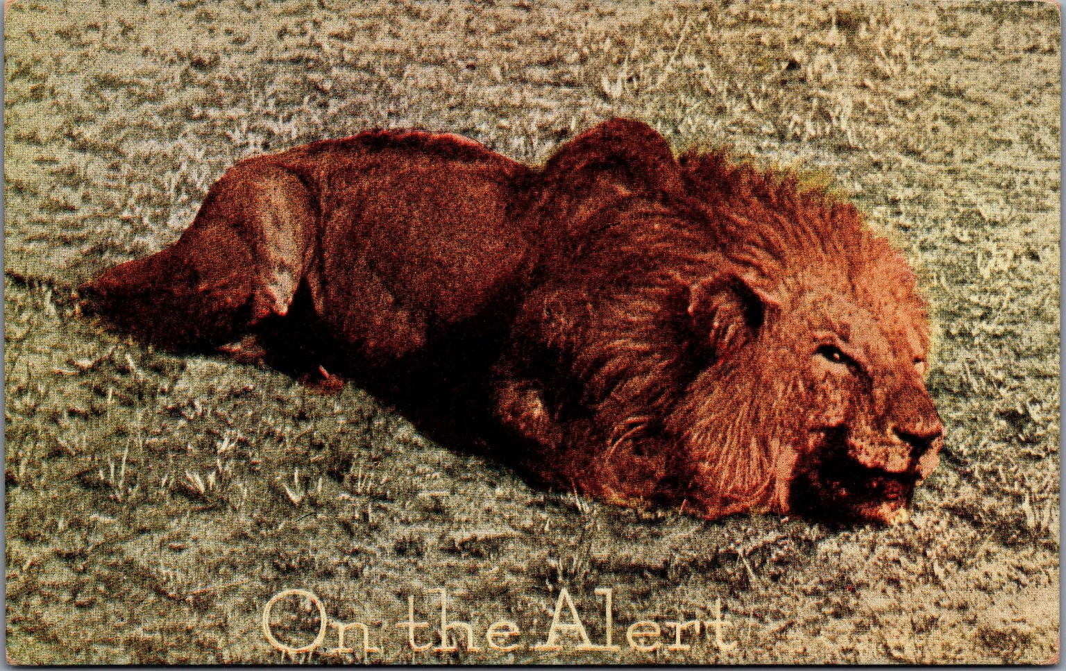 1905 Roosevelt Tour Lion On The Alert Africa Postcard Arthur Capper 1905 Roosevelt Tour Lion On The Alert Africa Postcard Arthur Capper