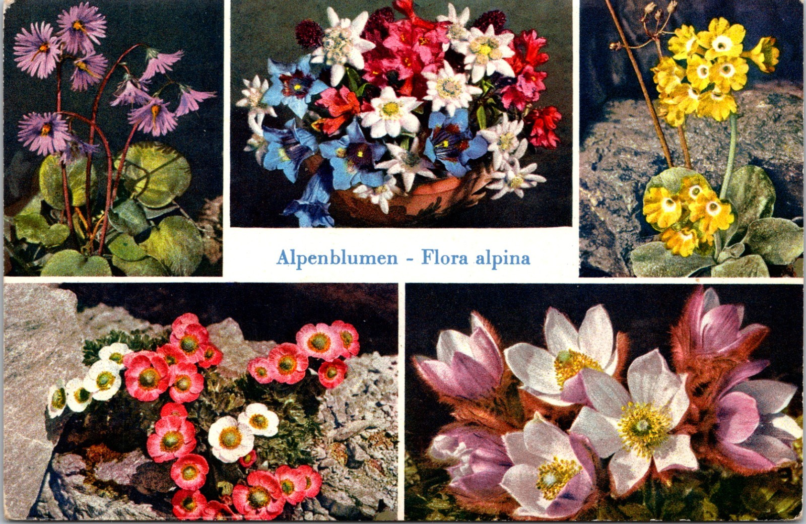 Vintage Alpenblumen Flora Alpina Swiss Wildflowers Postcard 1959