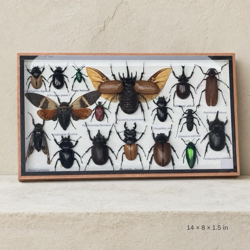 Framed 5-Horn Beetle, Giant Cicada, Longhorn & Rhino Insects - 14x8 in