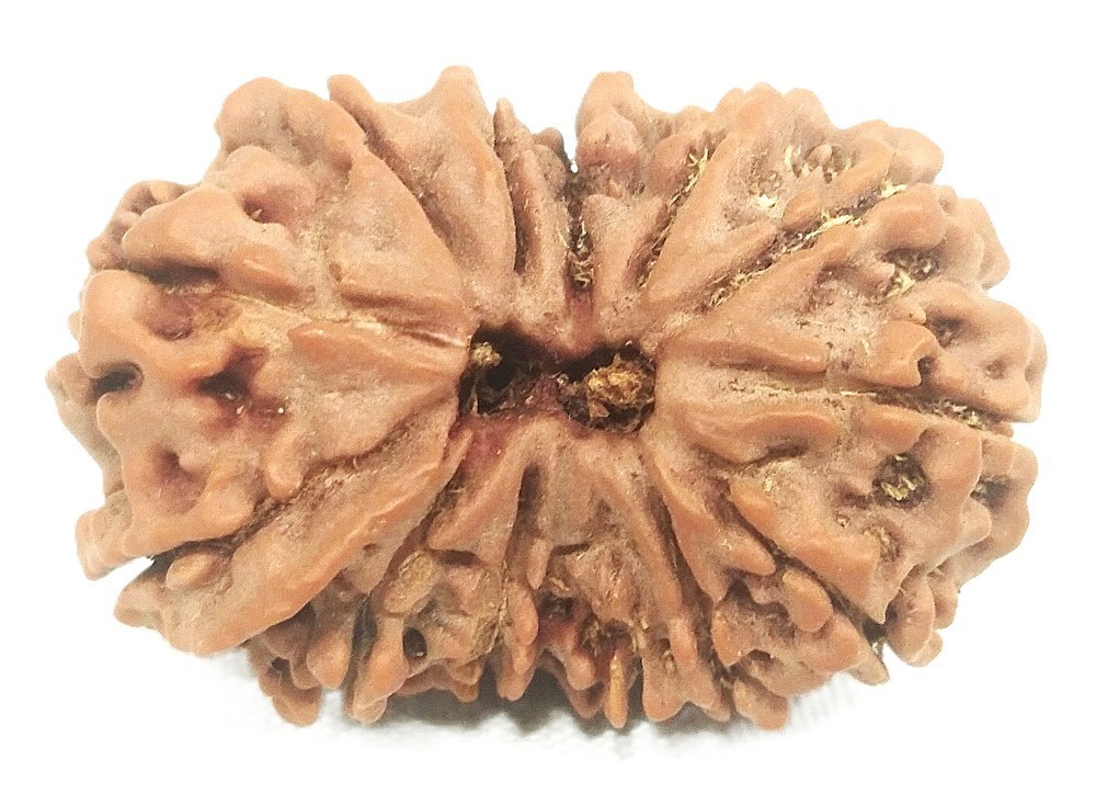 Gauri Shankar Ganesh Rudraksha – Nepal – 13 Mukhi – 28.88 mm - IGL Certified