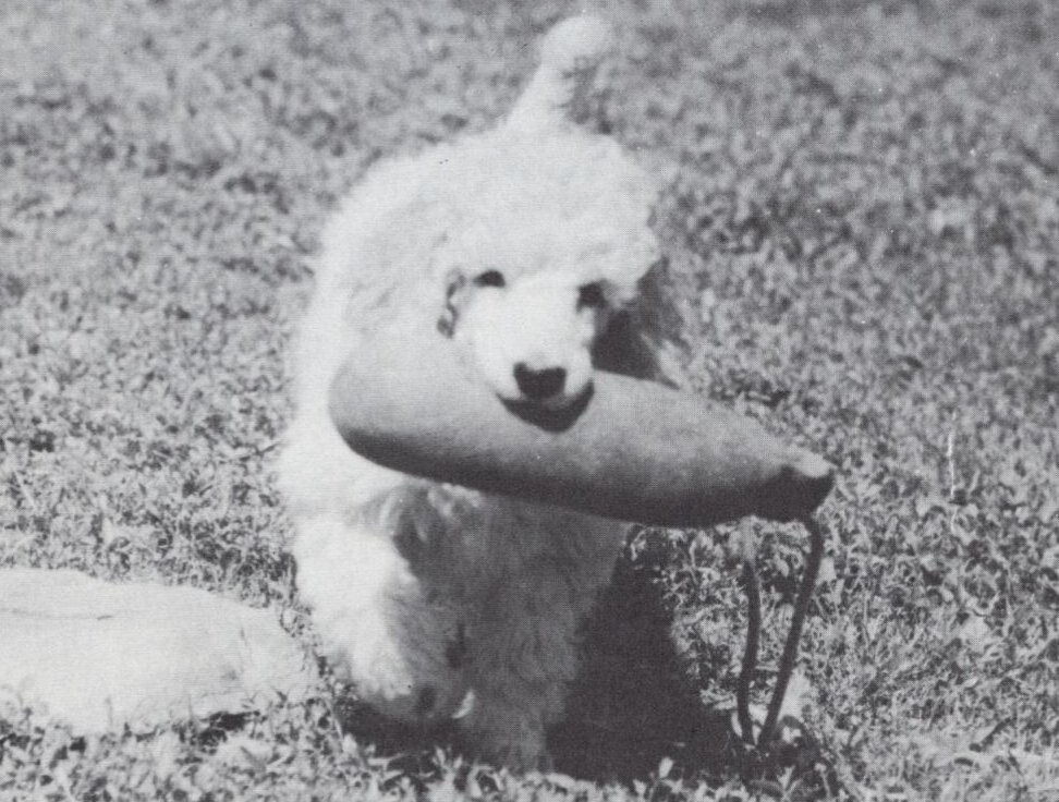 * Poodle Puppy 