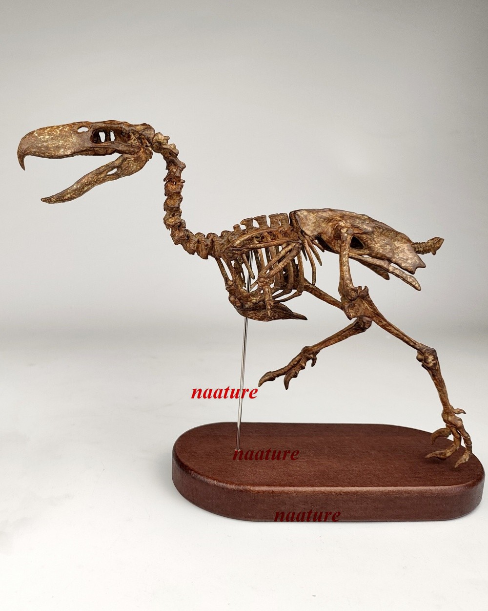 Jushi Studio Phorusrhacos 1/10 Collectible Animal Figurine Limited Model Statues