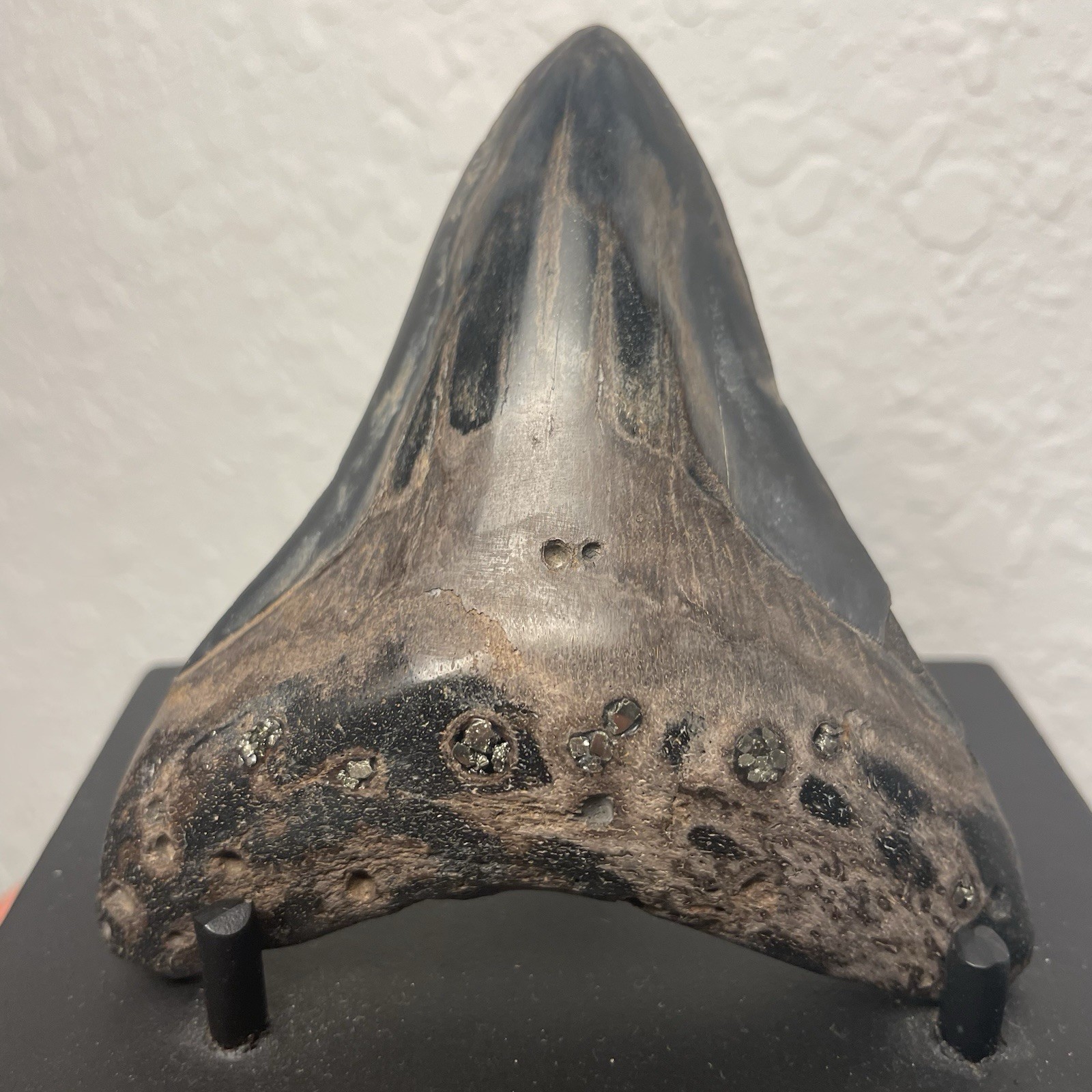 Megalodon Tooth Real Shark Tooth Fossil 3.6” Polished Pyrite Inlay Megalodon Tooth Real Shark Tooth Fossil 3.6” Polished Pyrite Inlay