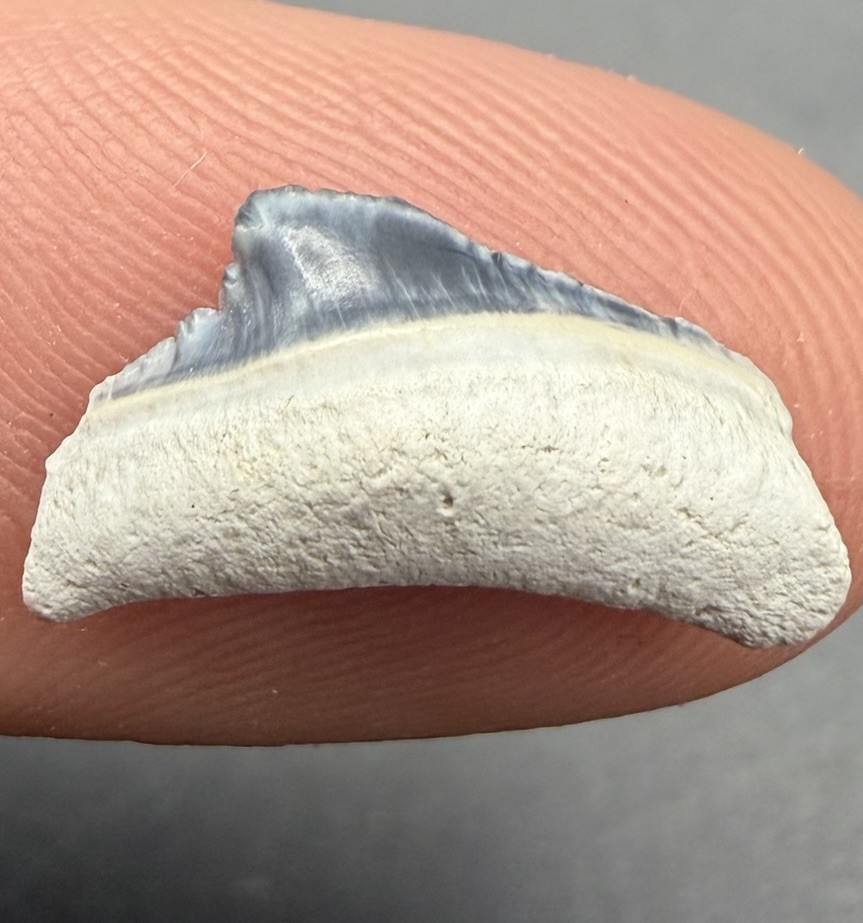 RARE BABY MEGALODON SHARK TOOTH 0.6” BONE VALLEY FLORIDA