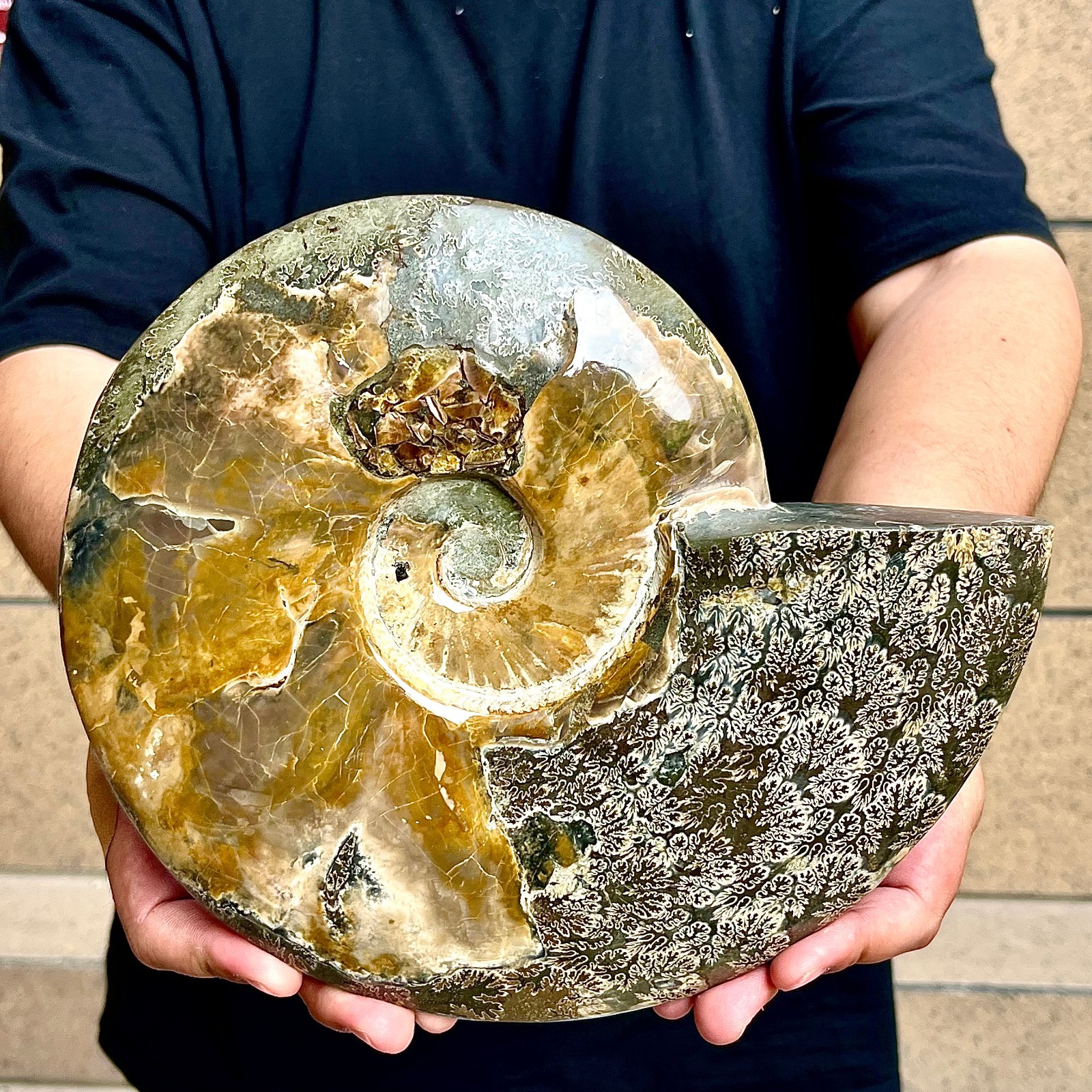 7.37LB Rare natural polished Natural conch fossil specimens of Madagascar