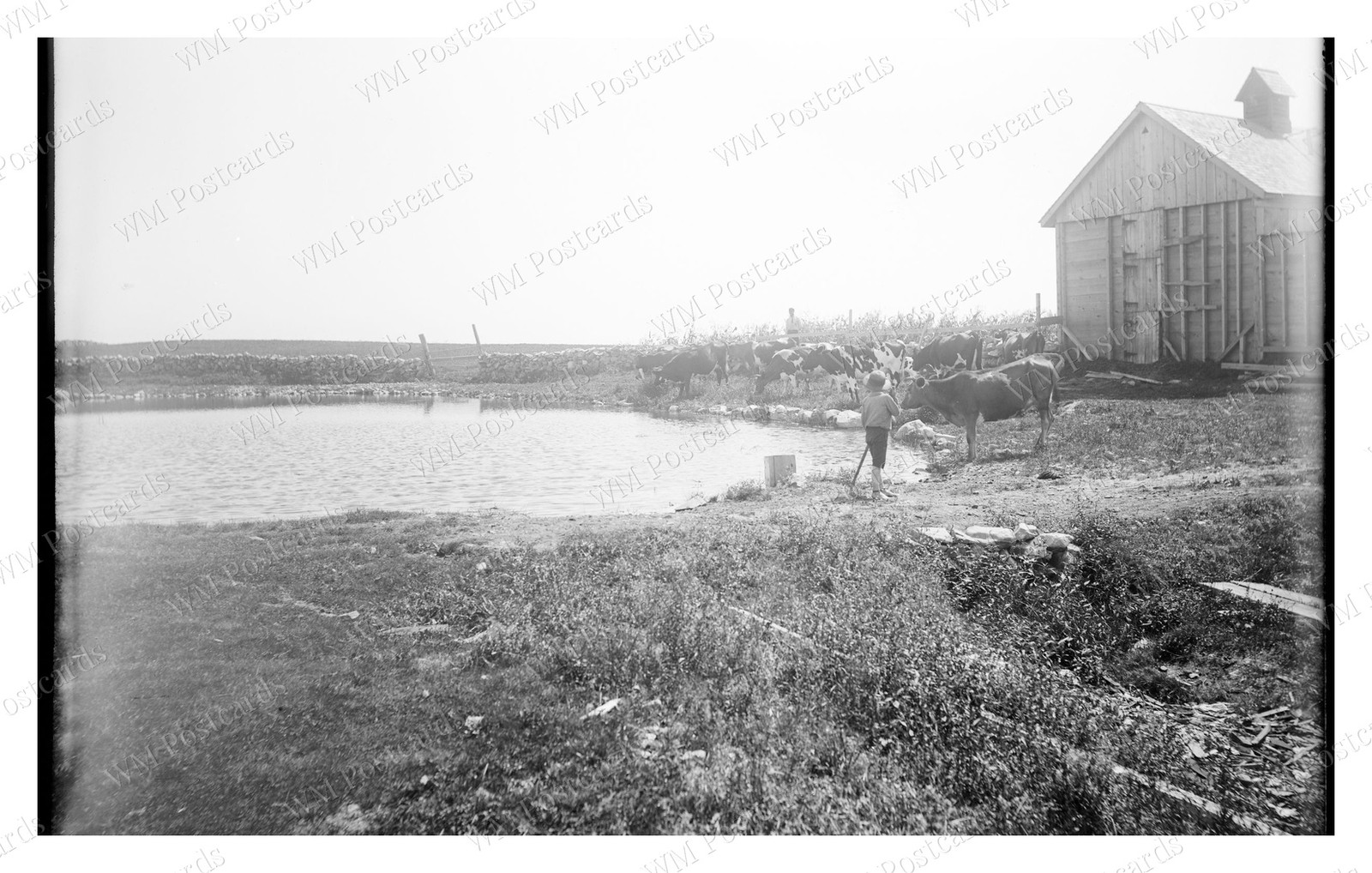 Salem Massachusetts c.1900 Baker's Island Pond Cows Standard Postcard