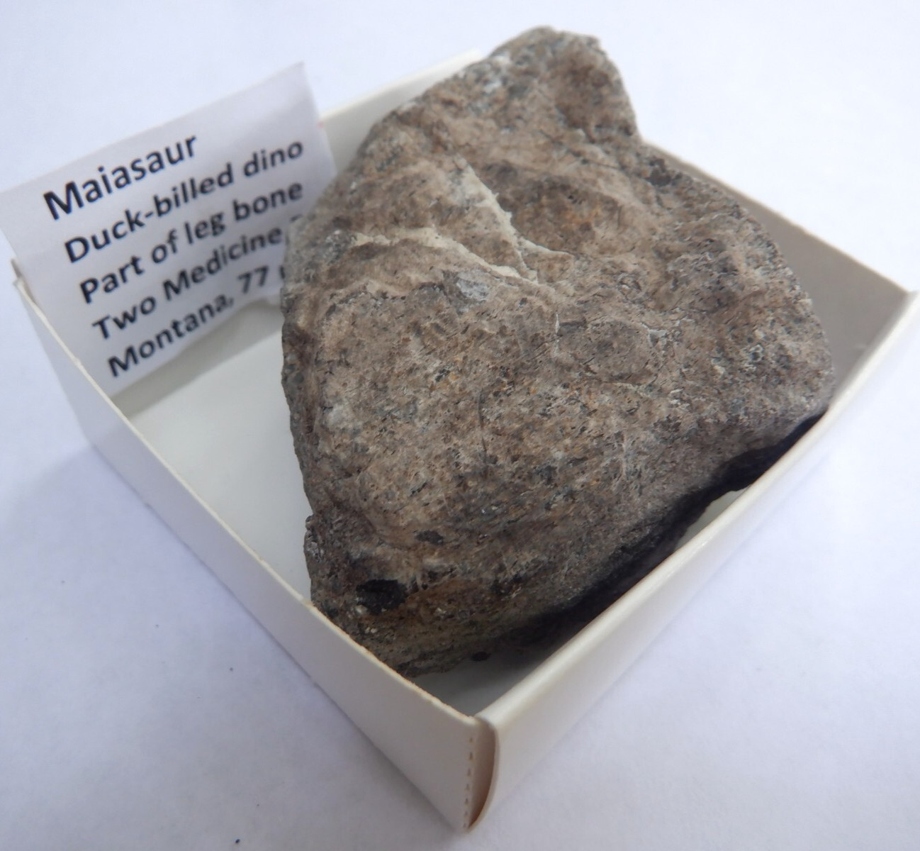 MAIASAURA HADROSAUR Leg Bone TWO MEDICINE MONTANA Cretaceous DINOSAUR FOSSIL d25