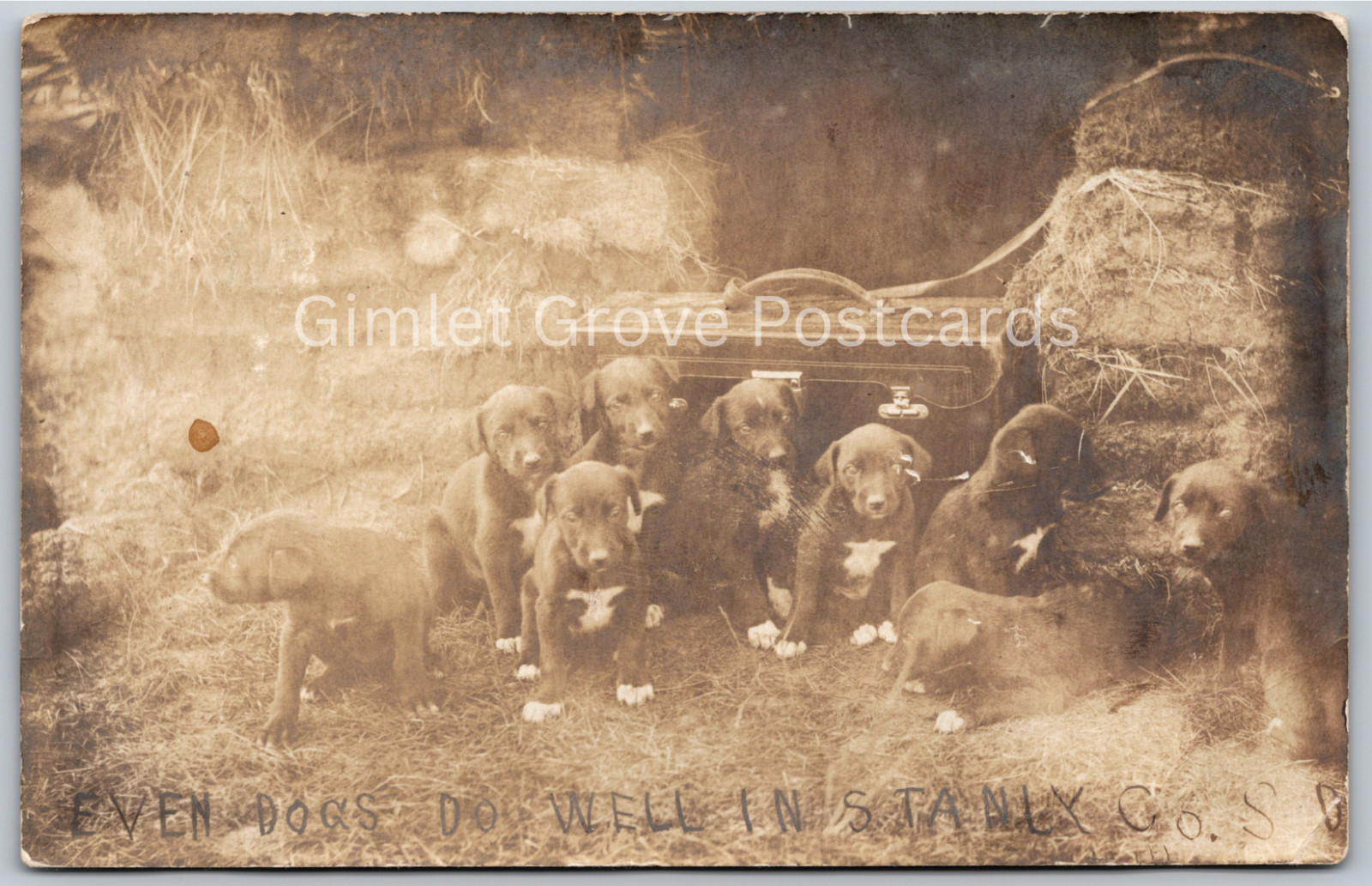 c1908 RPPC Puppy Dogs by Briefcase Do Well In STANLEY COUNTY SD ANTIQUE Postcard
