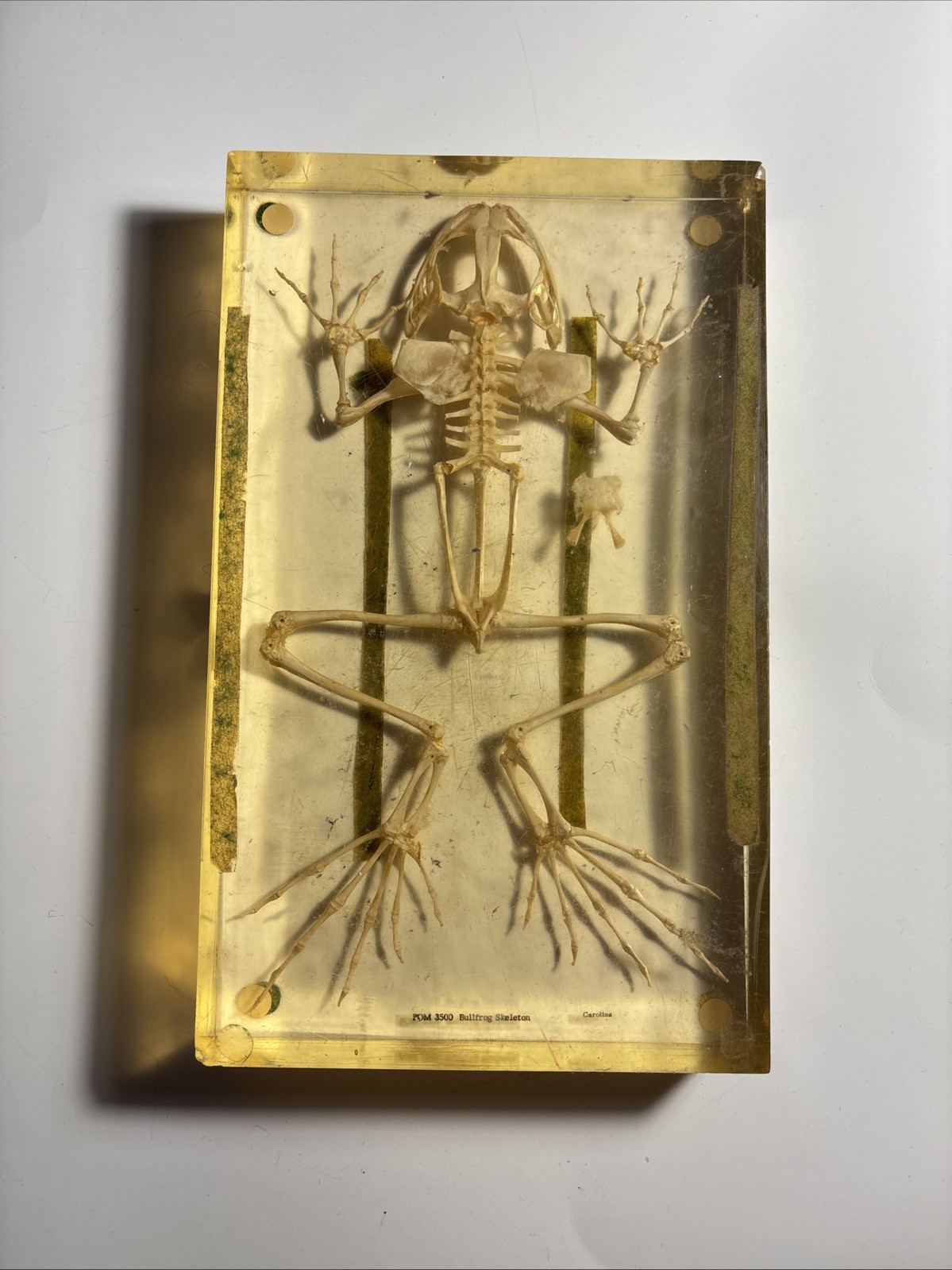 Vintage Antique Bullfrog Skeleton in Resin, Frog Skeleton Specimen Oddities