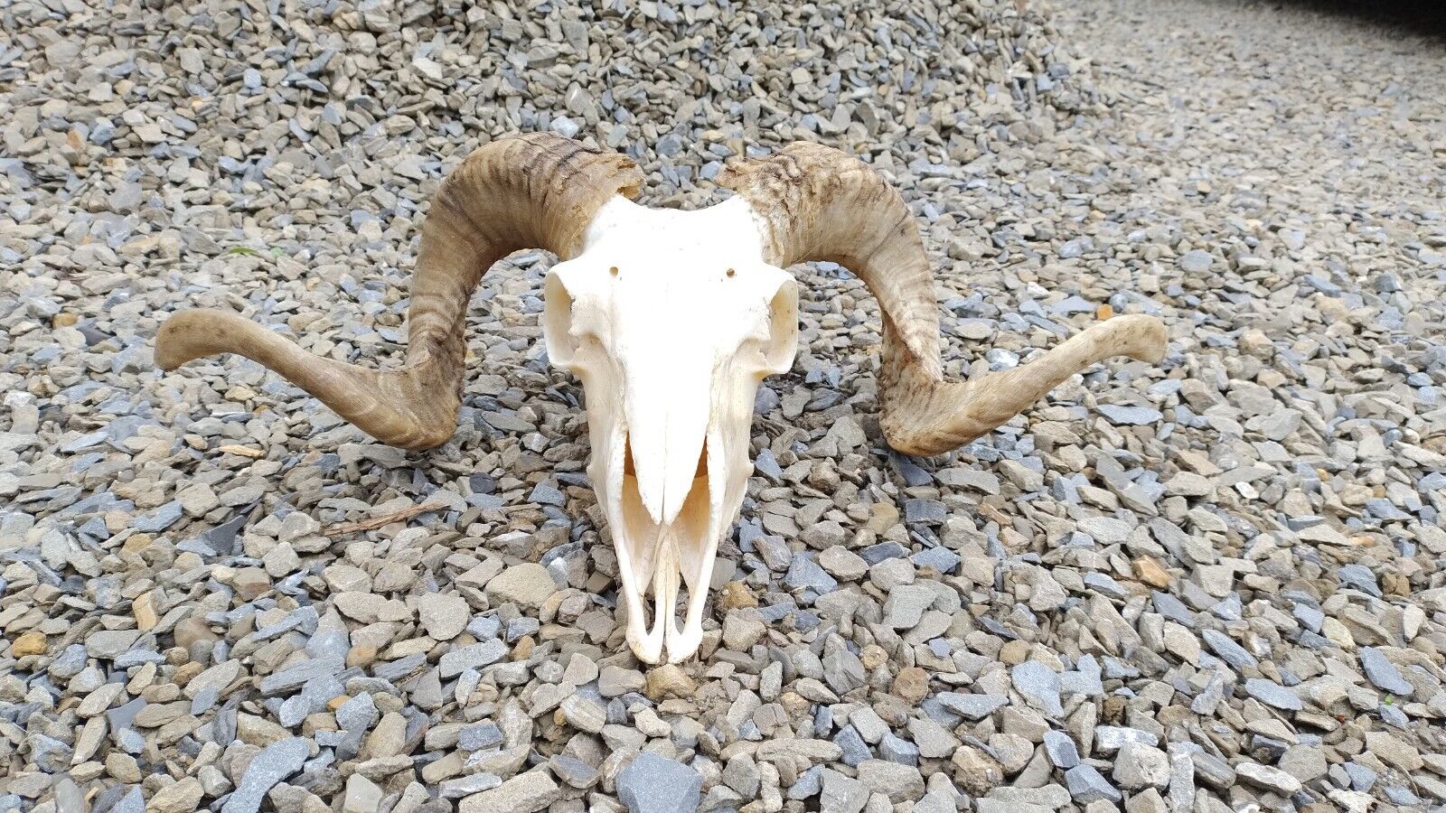 European Wild Aries Skull Horns Sheep Bull Ram Skull Taxidermy Shamanic Healing