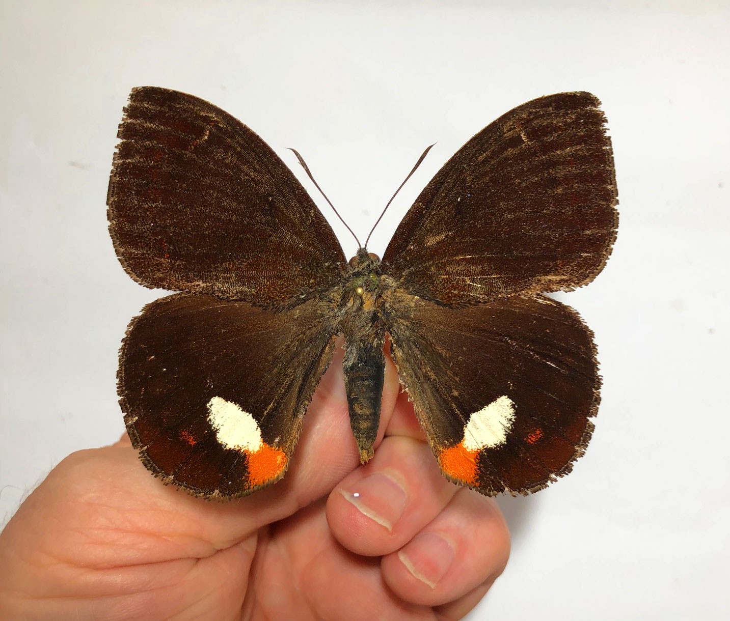 CASTNIA(VADINA/Amauta ) HODEEI KRUEGERI*****RAR male******ECUADOR