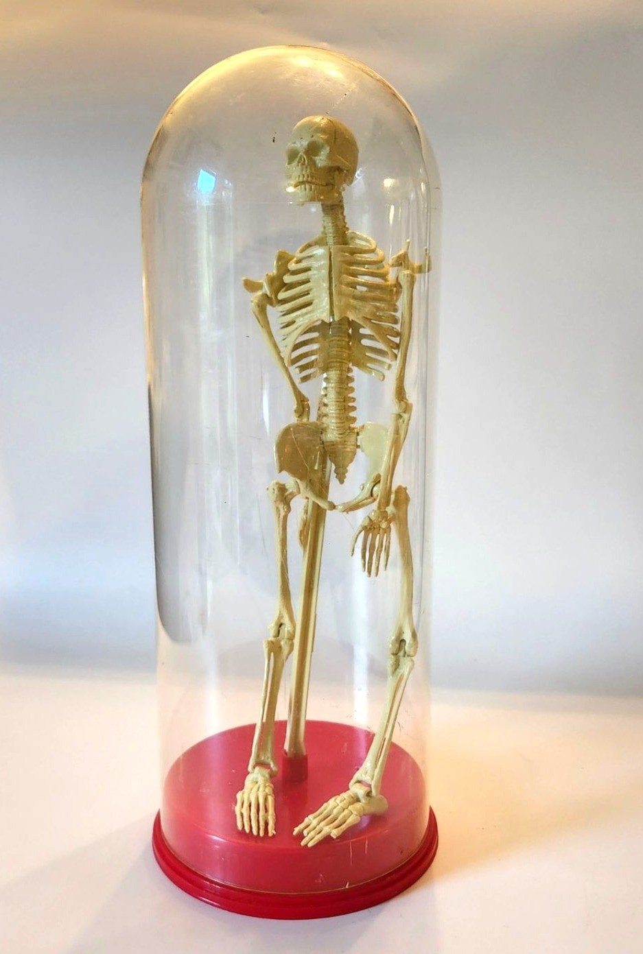 Vintage Articulated Plastic Skeleton Specimen Display Halloween Decor