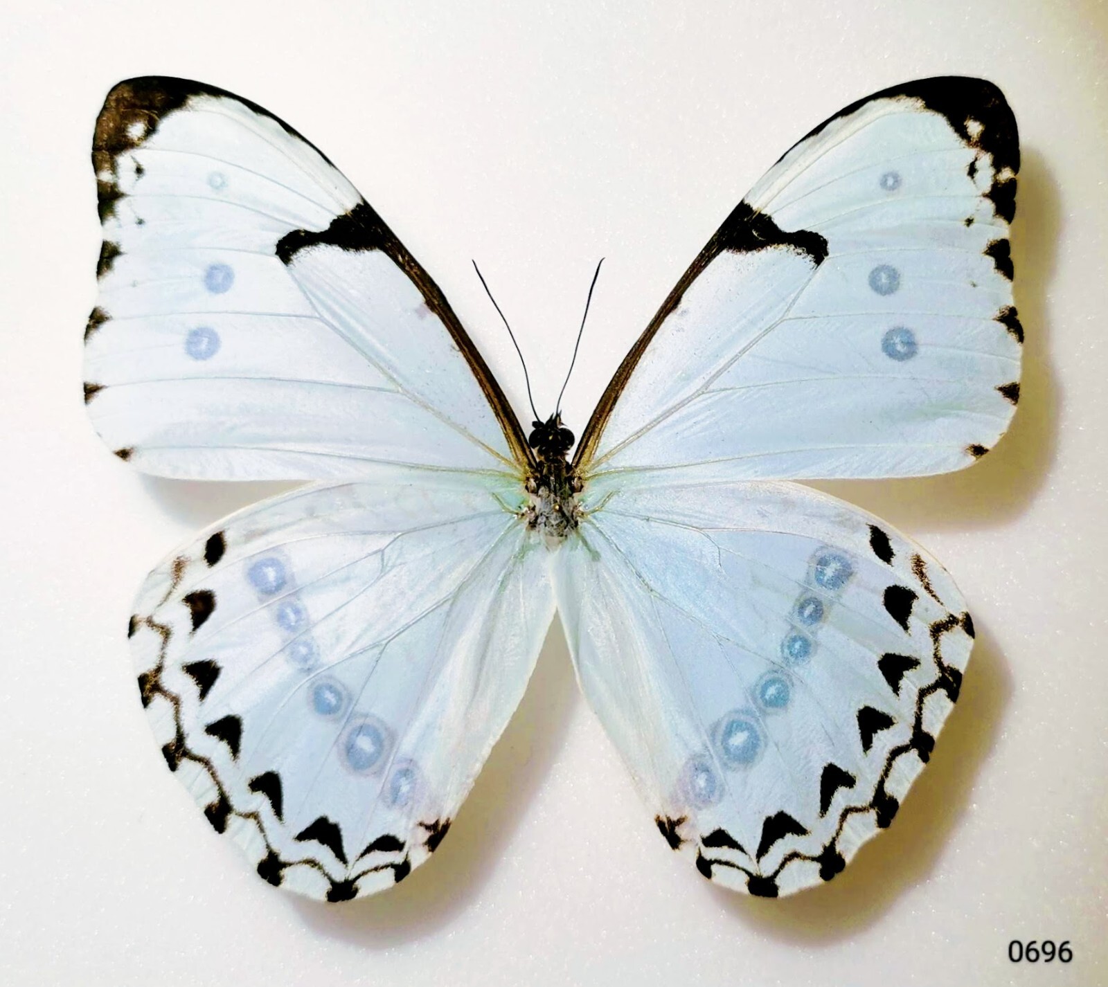 Morphidae Morpho catenaria catenarius A1 from BRAZIL - #0696