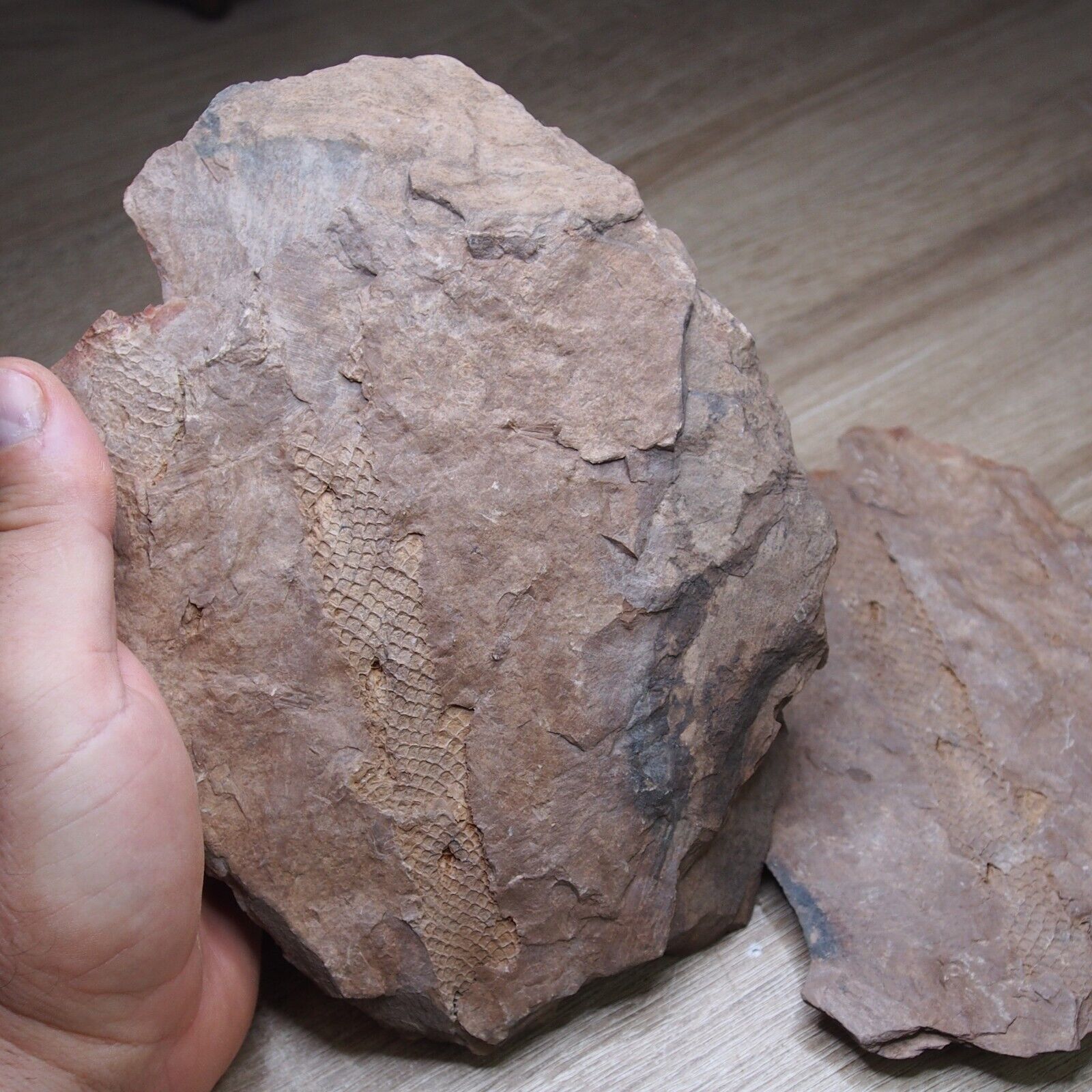 1.5kg POS+NEG Czech Fossil Plant Lepidodendron sp. Carboniferous