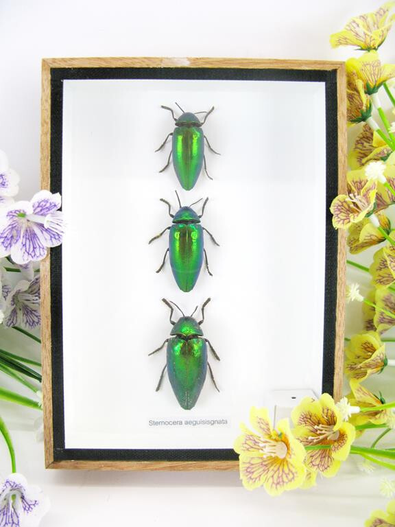 3 Sternocera aequisignata in 3D Display Case - Real Exotic Insects - New