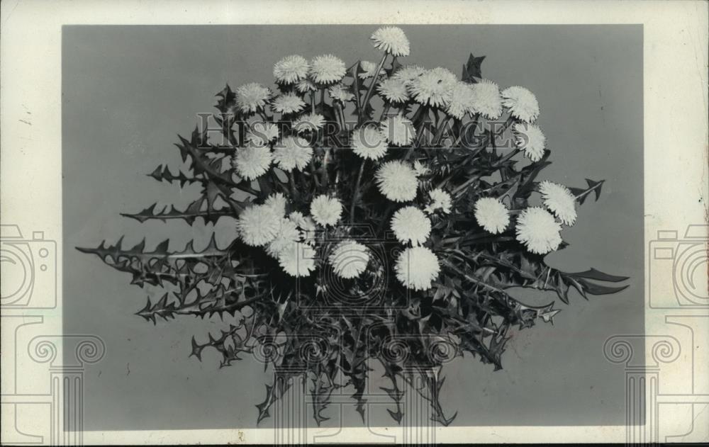 1983 Press Photo Burpee dandelion leaves & flowers can be eaten - mja26185
