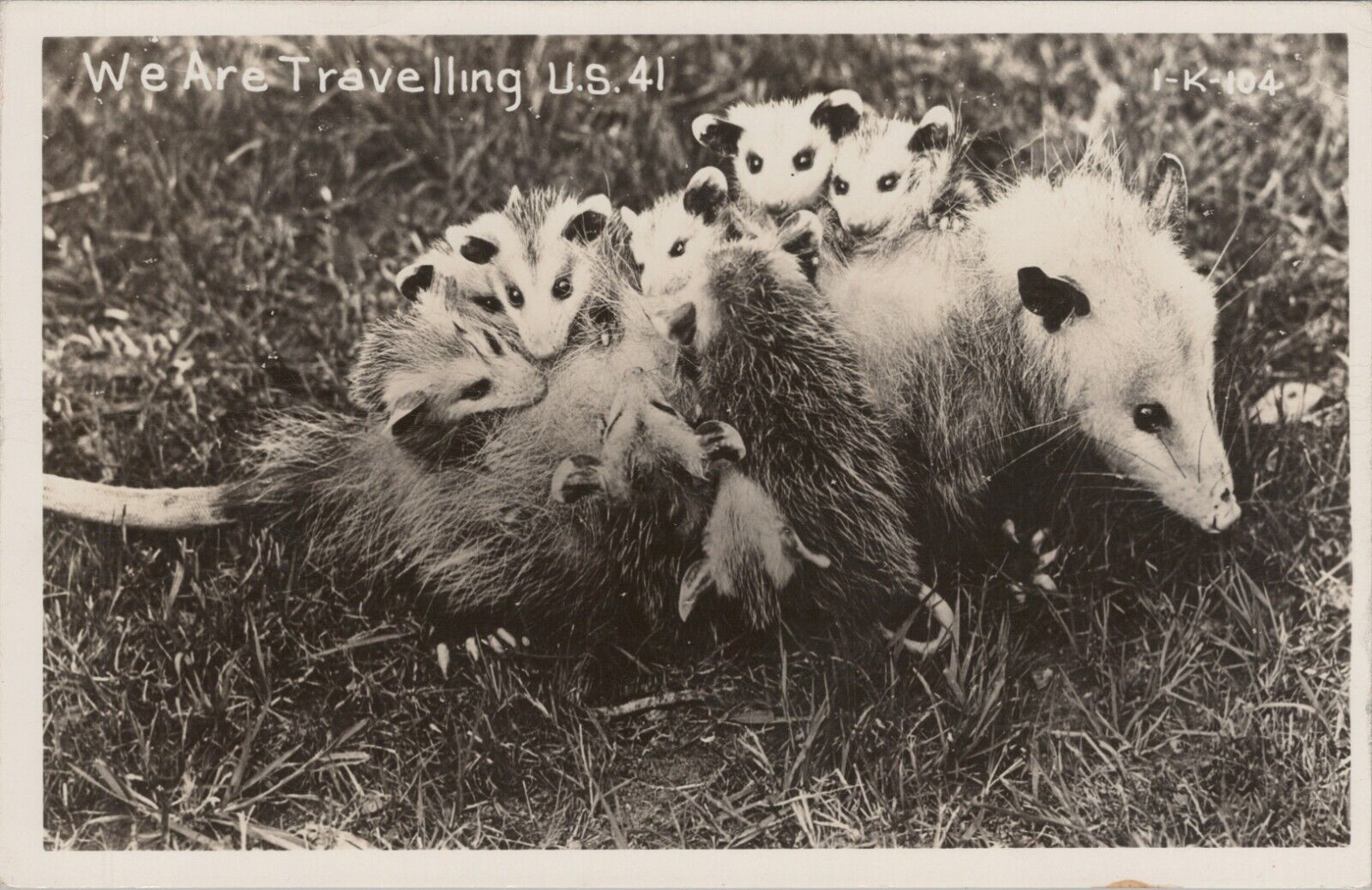 RPPC Mother Possum With Babies Opossum Traveling US 41 photo postcard G381