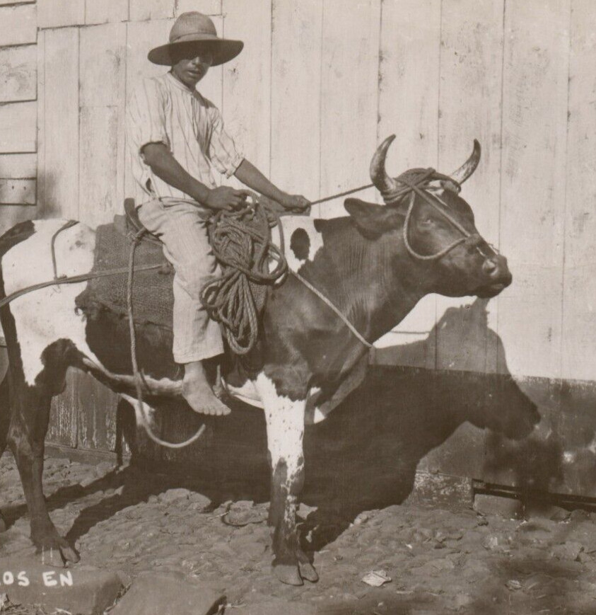 ASI Montan Los Toros En Los Tuxtlas Ver RPPC Tome Cerveza Insuperable Postcard