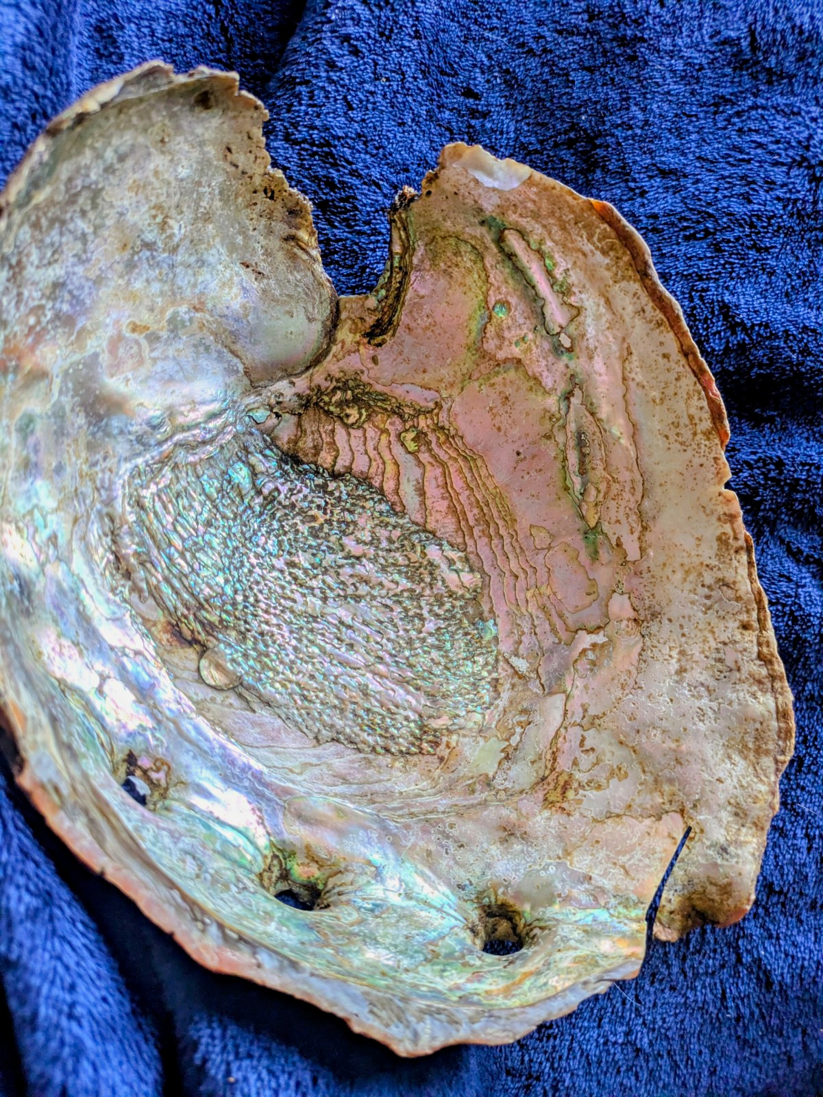 Natural Abalone Shell Piece with Iridescent Interior 10 x 10 in. Natural Abalone Shell Piece with Iridescent Interior 10 x 10 in.