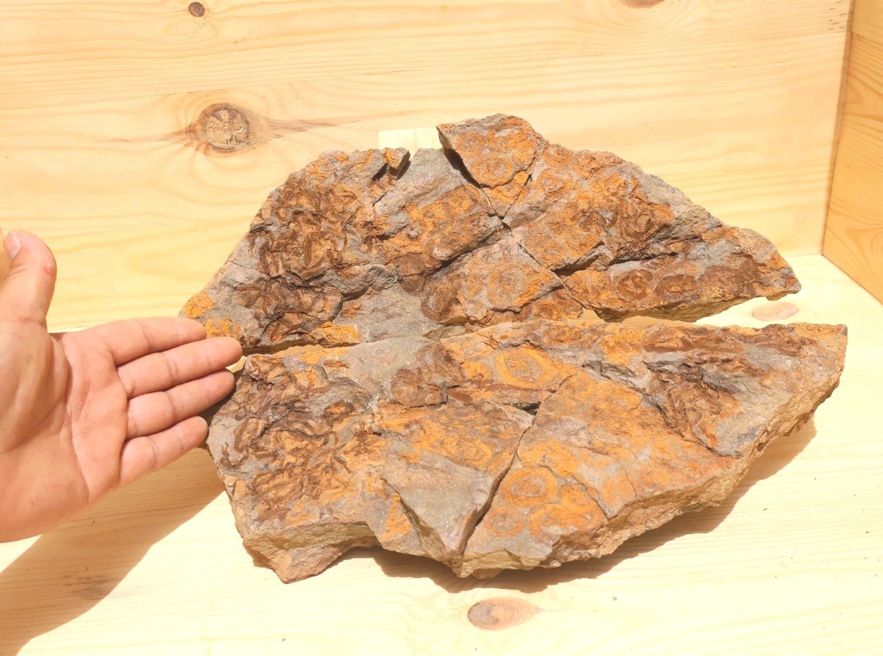  14 inch Ophiura & Spinadiscus lefebvrei Starfish  Authentic Ordovician Brittle 
