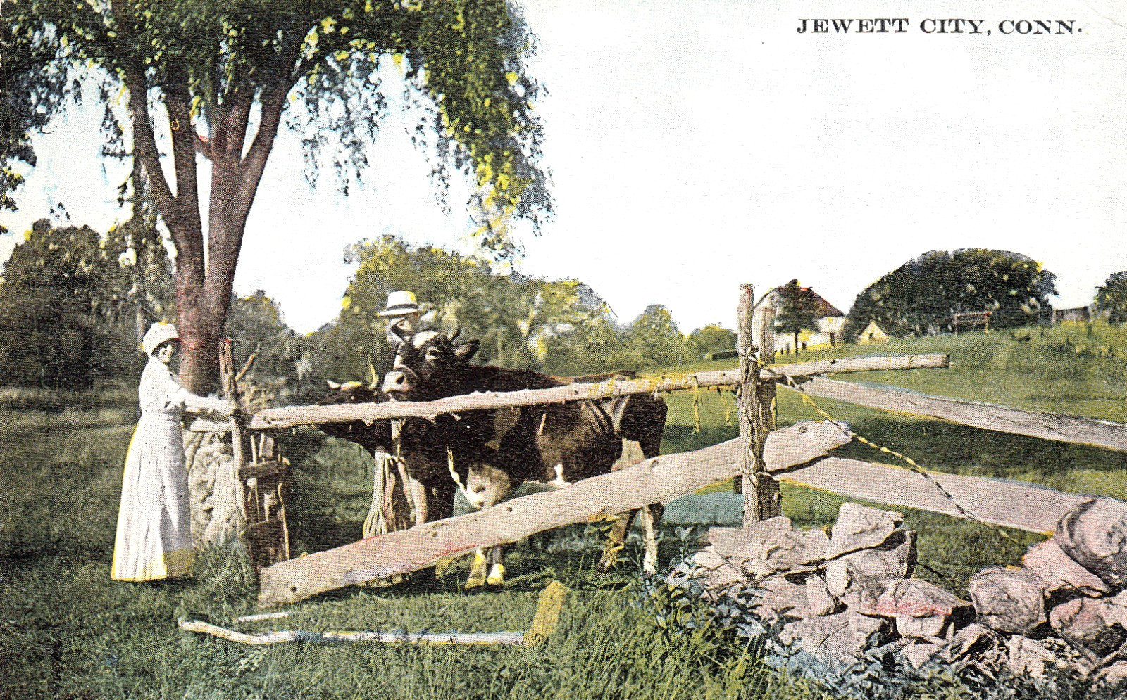 Jewett City CT Farmers Cows Rural Landscape c1915 Unused Postcard
