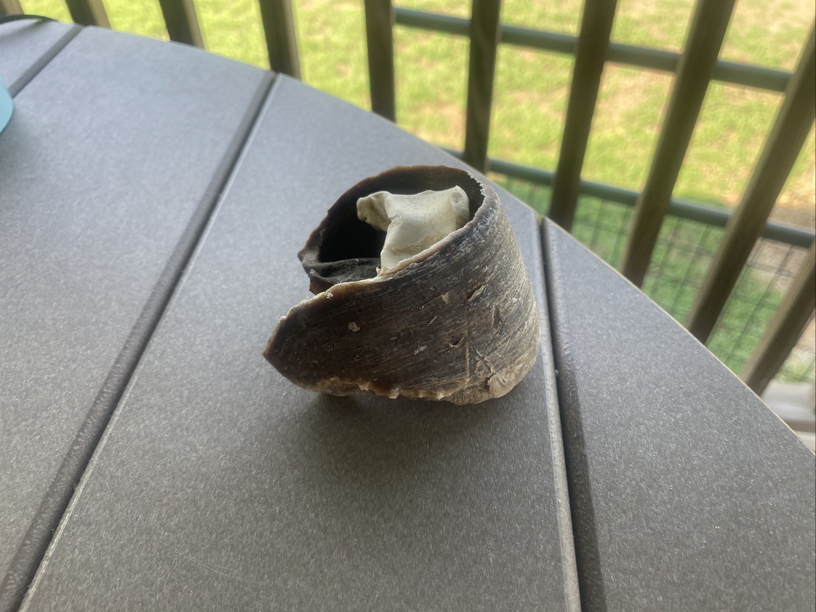 Vintage Real Zebra  Hoof  Cowboy Taxidermy Oddity Horseshoe Decor Horse
