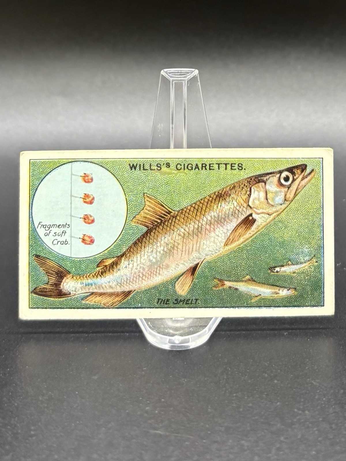 1910 Wills’s Cigarettes Fish & Bait Card #29 The Smelt – Series of 50 1910 Wills’s Cigarettes Fish & Bait Card #29 The Smelt – Series of 50