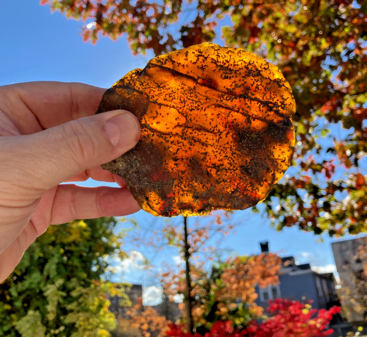 A101 BU150gram Large Clear unpolished rough Burmese Amber Gemstone Burmite 99mya