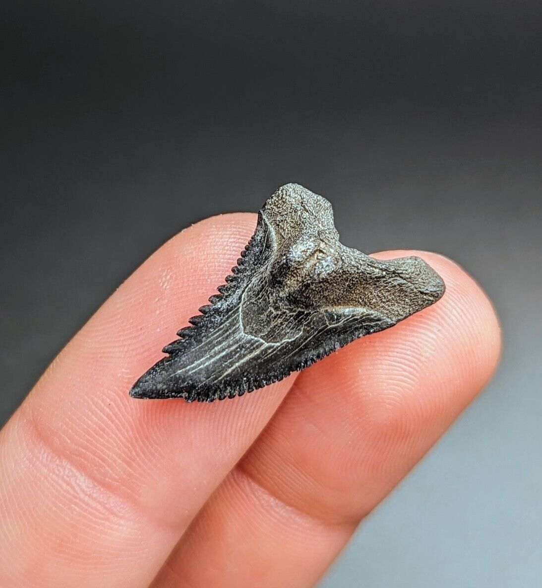 Gorgeous Sharply Serrated Snaggletooth Shark Tooth Peace River Florida
