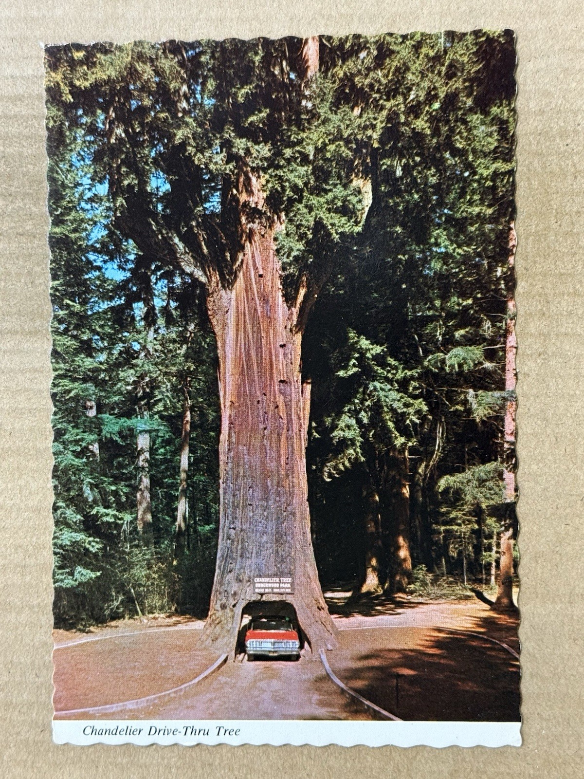 Postcard Leggett CA California Chandelier Drive Thru Tree Car Redwood Highway