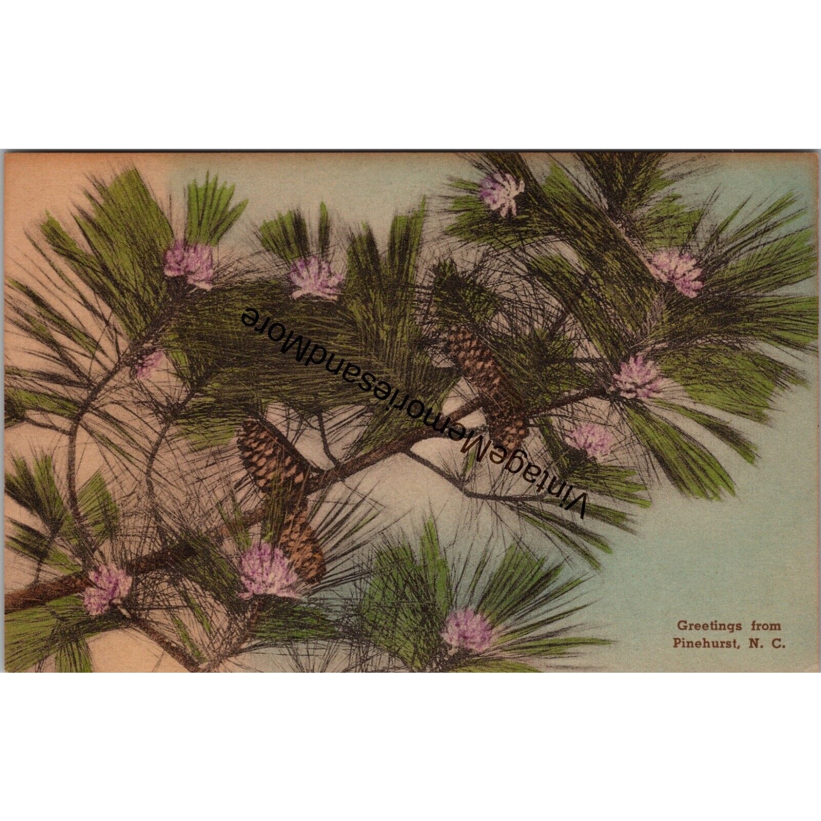 Greetings from Pinehurst North Carolina Postcard PC243