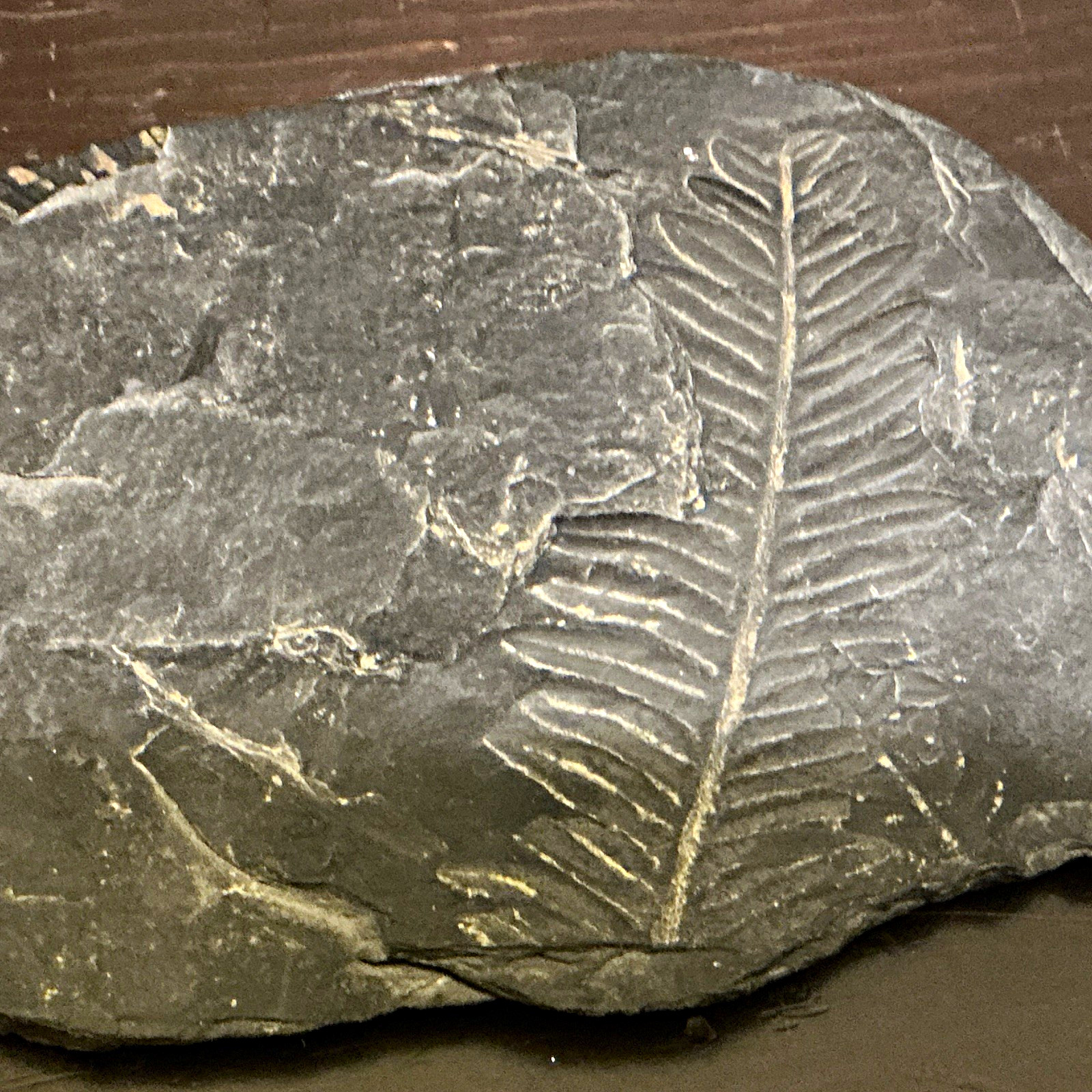 Fern Leaf Plant Fossil Impression in Gray Rock Matrix Stone Slab Specimen