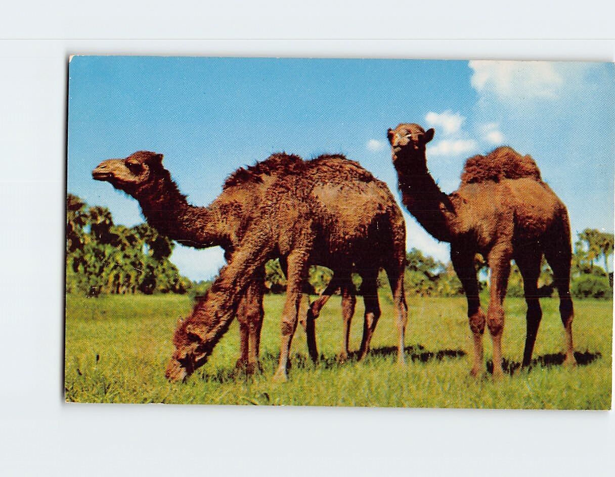 Postcard Dromedary Camels Roam At Unusual Africa U. S. A., Boca Raton, Florida
