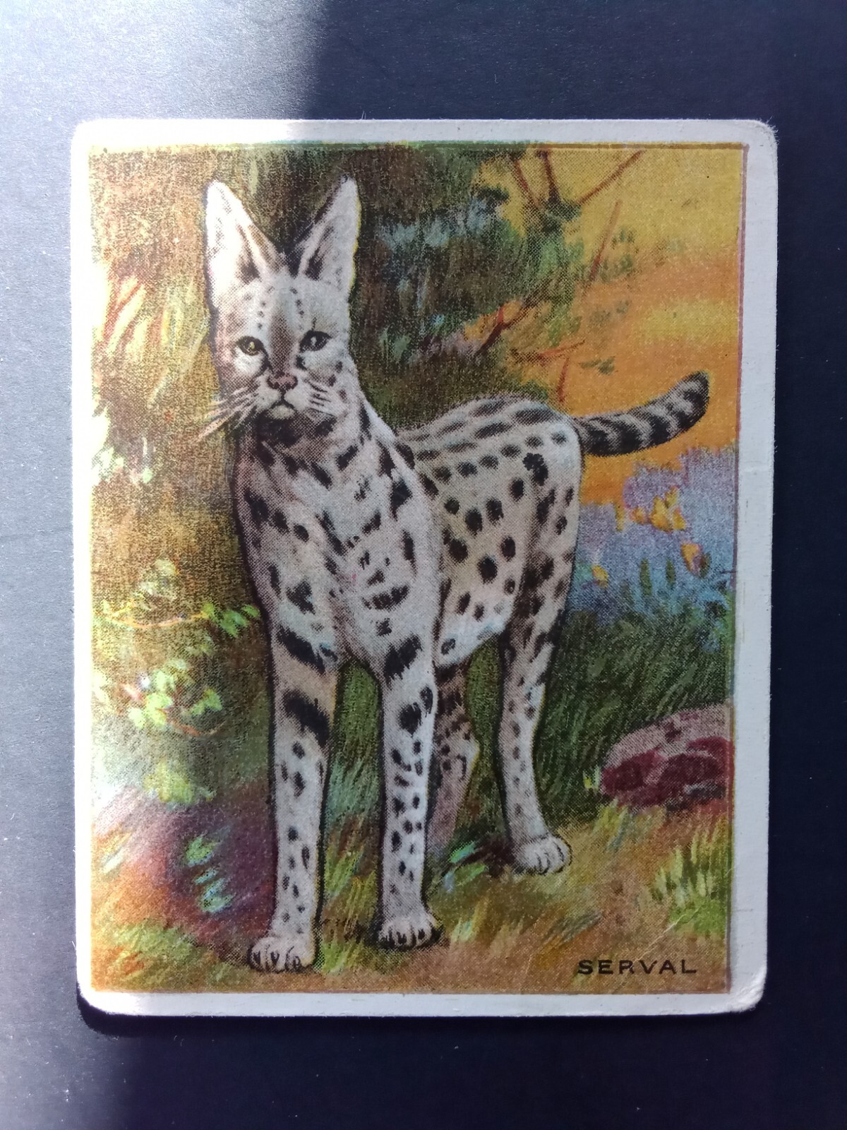 1909-11 Hassan Tobacco Animal Series Serval