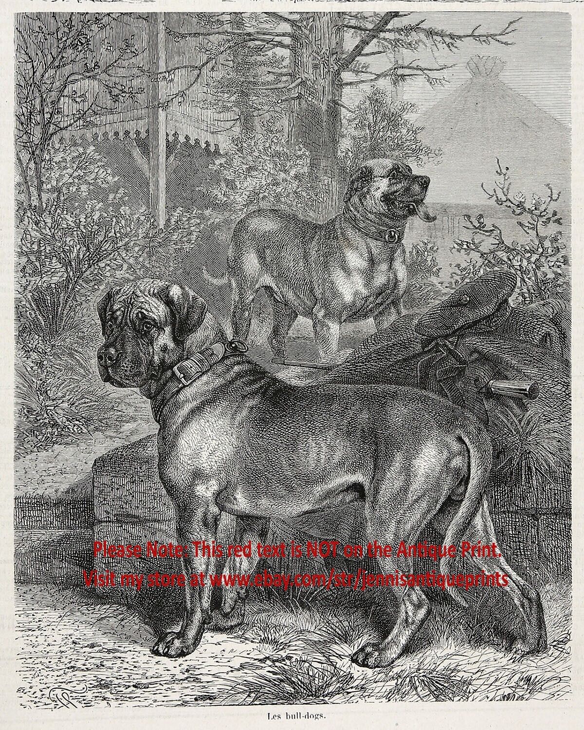 Dog Bullmastiff Mastiff Guard Dogs, Beautiful Large 1870s Antique Print