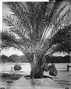 Date palm with fruit Imperial County 1920 California Old Photo