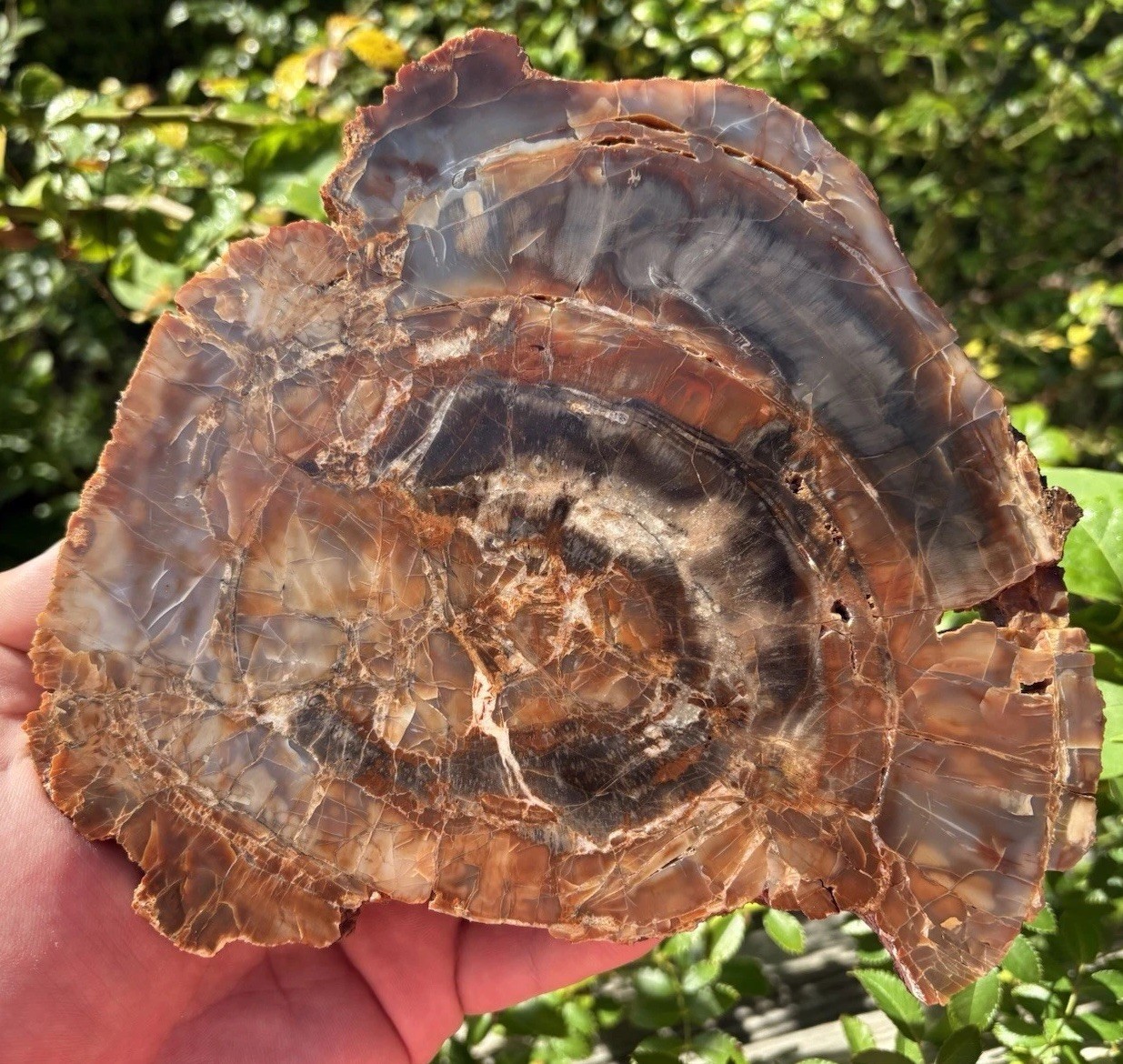 Arizona Petrified  Rainbow Wood Polished Chinle formation Navajo County