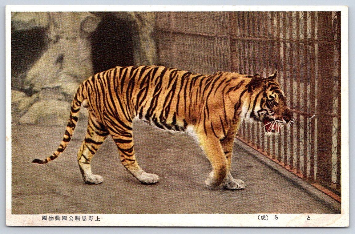 Antique Japan Postcard TOKYO Ueno Zoo Tiger Exhibit 1930s