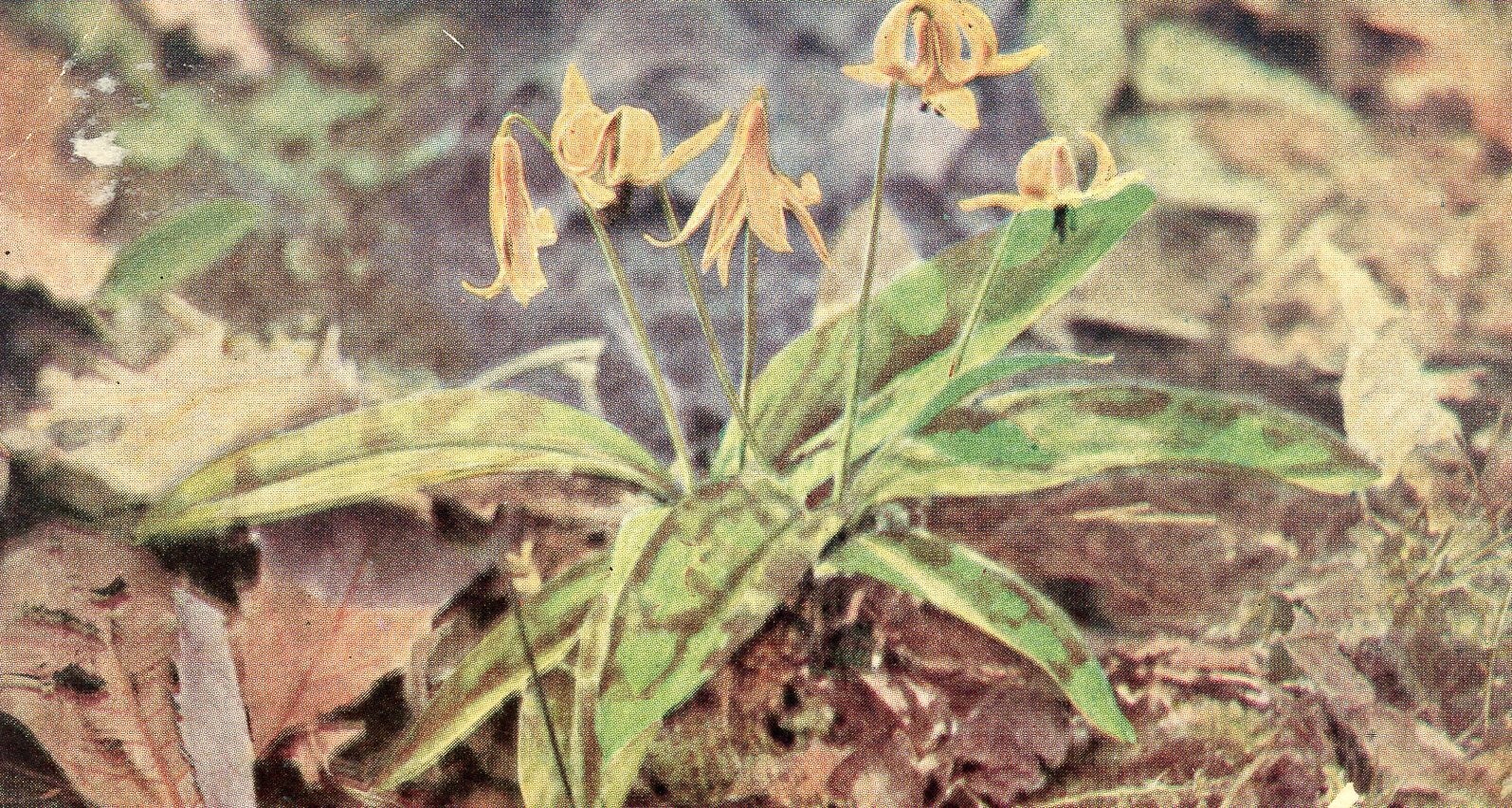 Yellow Adder\'s Tongue (Erythronium americanum) --POSTCARD