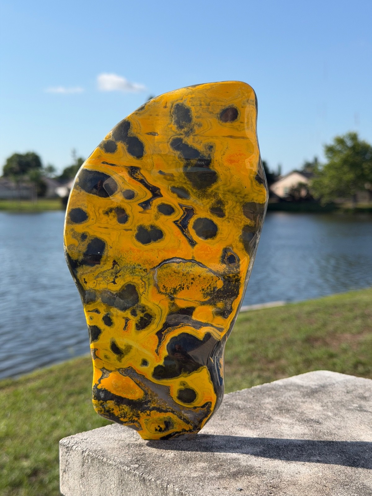 AAA Bumble Bee Jasper Polished Slab Slice 217mm 1.645 kilos Rare Yellow/Orange