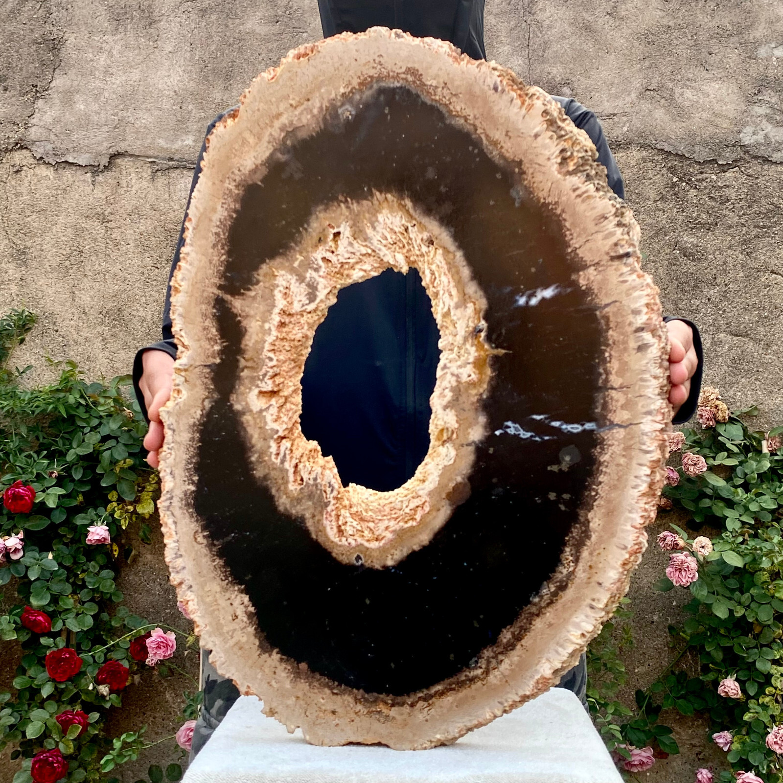 11.5LB Large Natural Petrified Wood Crystal Fossil Slice Shape Healing Specimen
