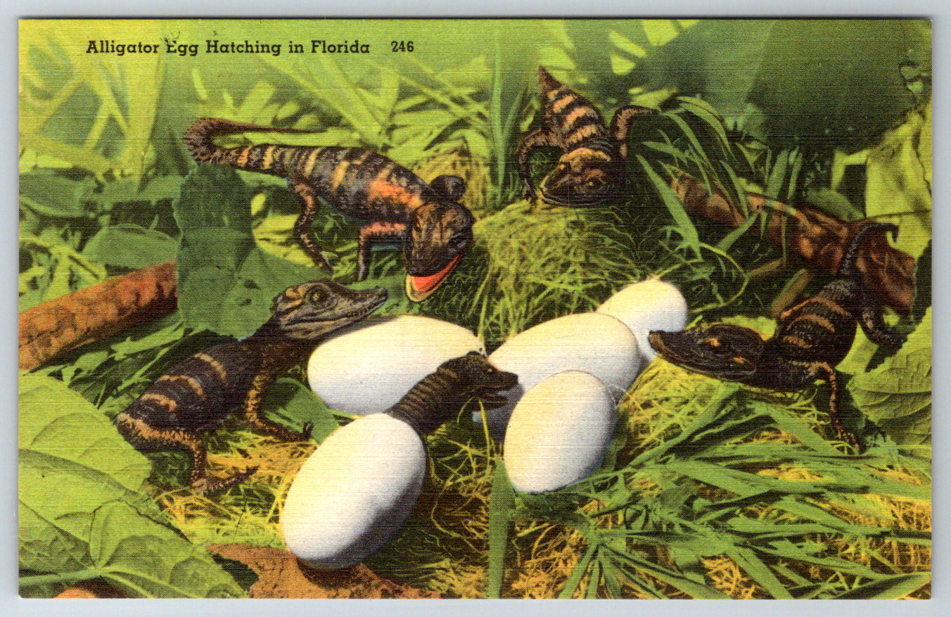 c1940s Alligator Egg Hatching Florida Postcard Vintage Linen