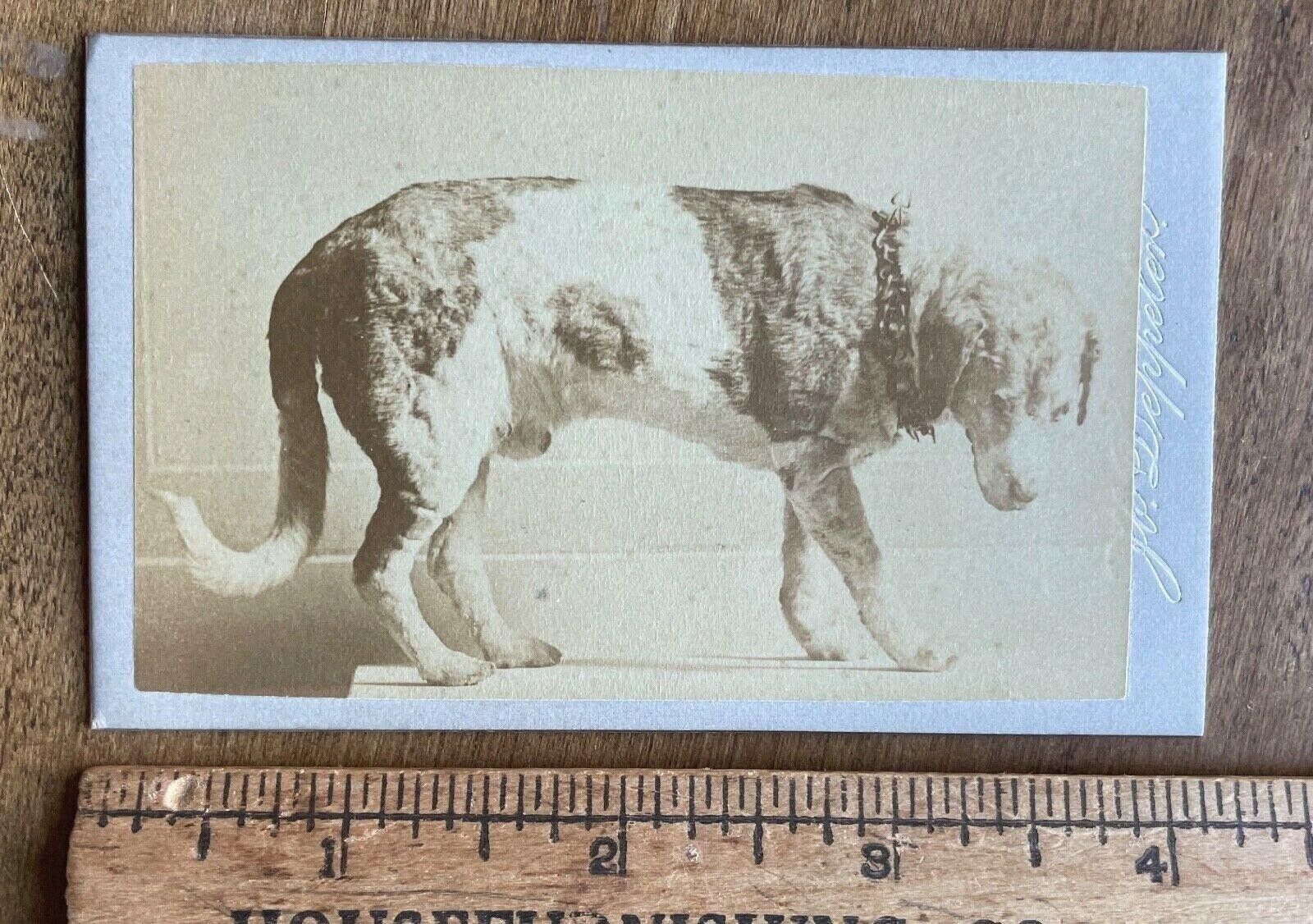 Rare CDV Taxidermy Hero Dog Mastiff 1800s Photo Oddities Unusual Post Mortem