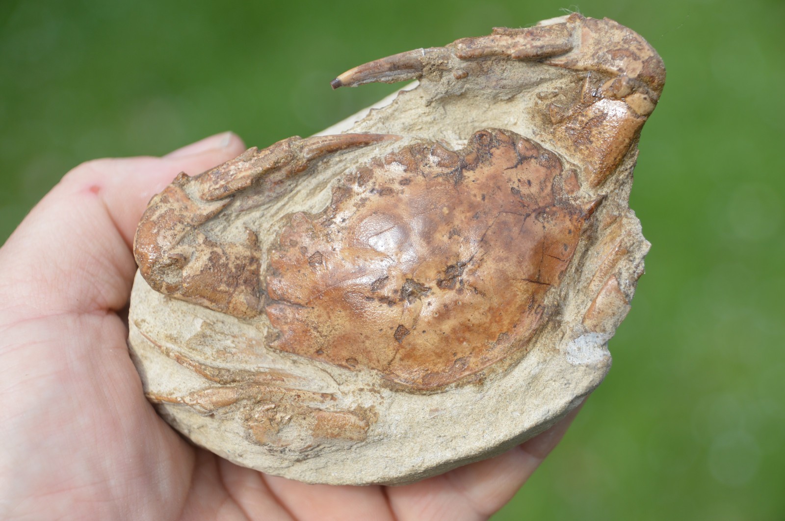 LOVELY  RARE FOSSIL CRAB FROM JAVA, INDONESIA , BEST VALUE  ANYWHERE #17