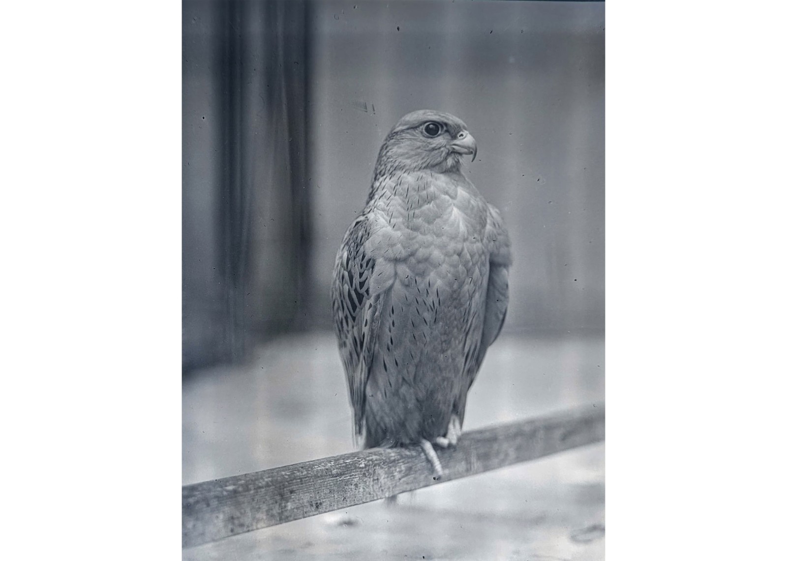 1920s Raptor Bird of Prey Hawk Falcon Eagle Aviary Glass Negative OOAK