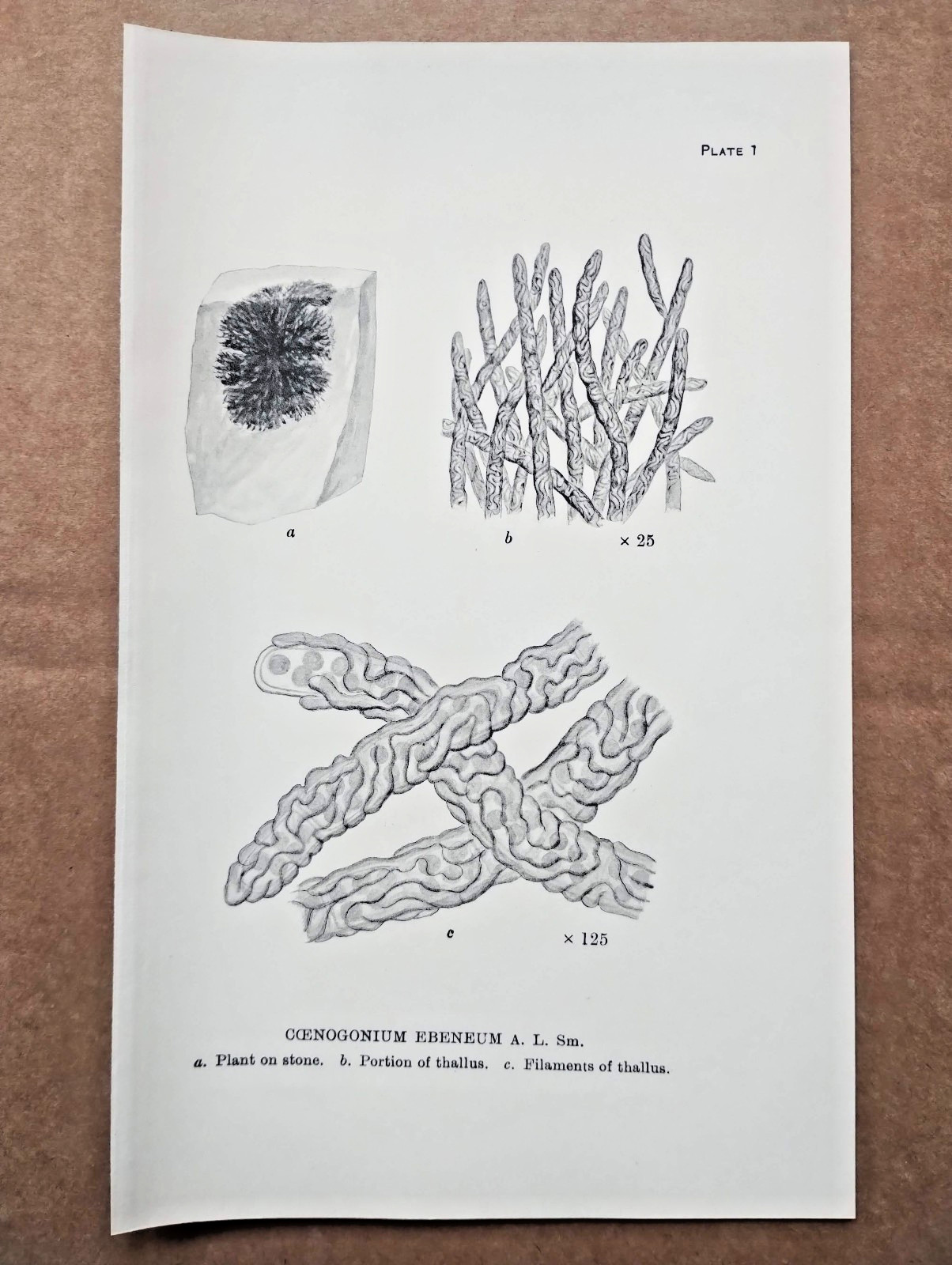 Example of British Lichens: Coenogonium Ebeneum - Antique Botany Print - 1926