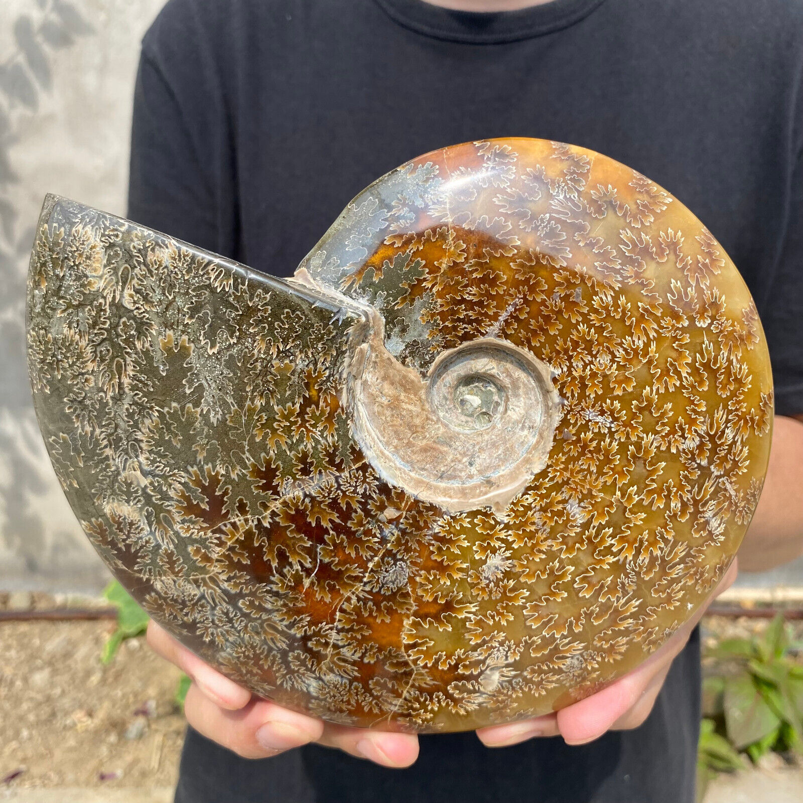 3.4lb Large Rare Natural Ammonite Fossil Conch Crystal Specimen Healing