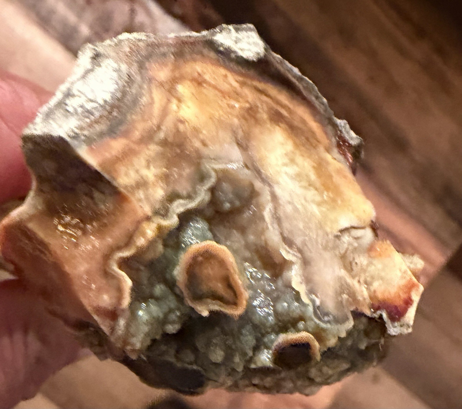 Beautiful Piece Of FLORIDA AGATIZED CORAL🔥STEMS SURROUNDED BY CRYSTALS💥NE FL