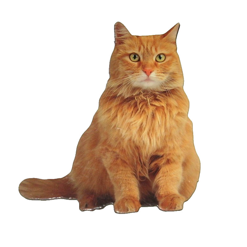 Long Haired Red Cat Magnet Realistic Looking Photo Long Haired Red Cat Magnet Realistic Looking Photo
